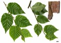 SpeciesSub: subsp. utilis SpeciesSub: subsp. utilis